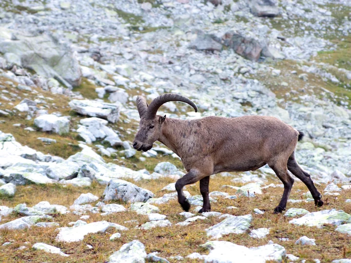 Kaukasische Steinbock (Westkaukasischer Steinbock) (Capra caucasica)