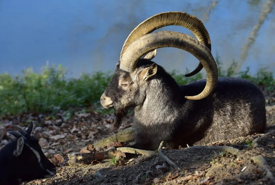 Մարգագեղ (Վայրի այծ) (Capra aegagrus), 3 of 3