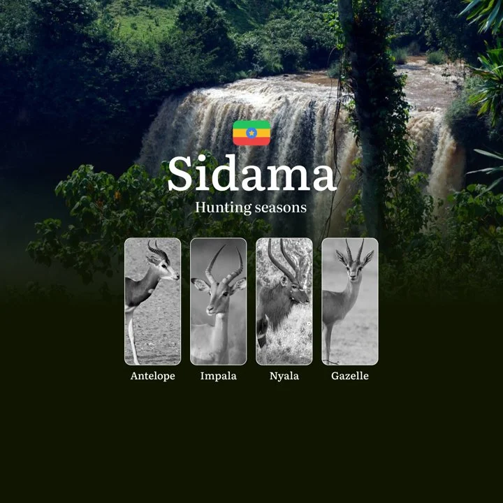 Hunting Seasons in Ethiopia's SIDAMA Region: Hunting Periods, Consequences of Violating Hunting, Licenses, Tips for Hunters, Rules
Hunting in the Sidama region of Ethiop