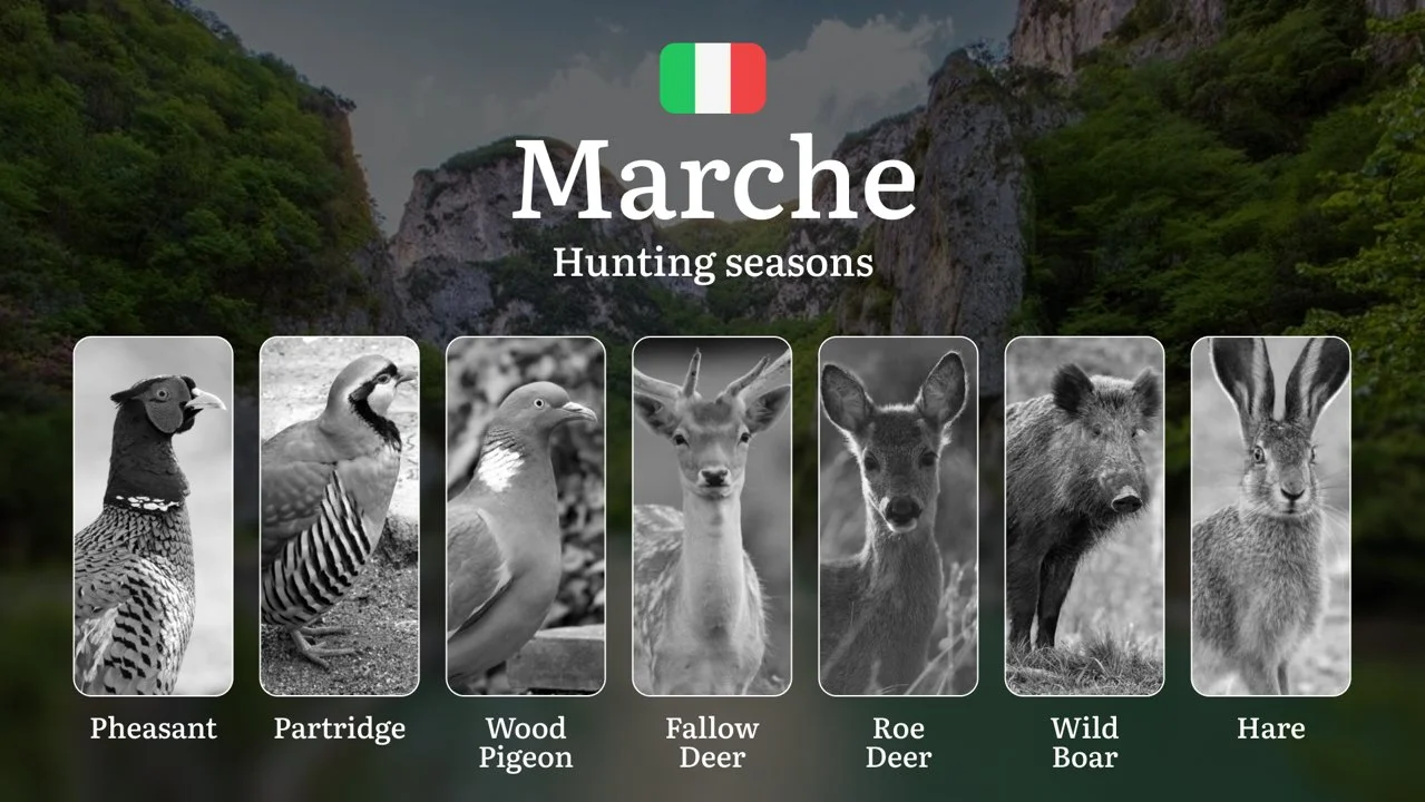 Marche Hunting Calendar: When the Sibillini Mountains Foothills Offer Best Running Game
Regulations and Hunting Seasons in Marche
The Marche region offers a diverse lan