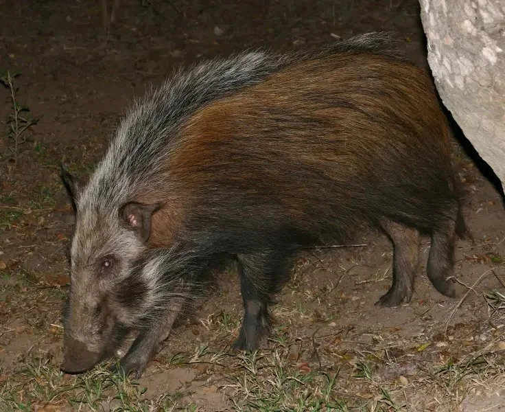 Rooibosvark (Bosvark) (Potamochoerus larvatus), 5 of 6