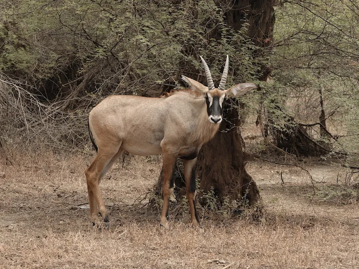Ռոան անտիլոպ (Կոբա) (Hippotragus equinus koba), 1 of 3