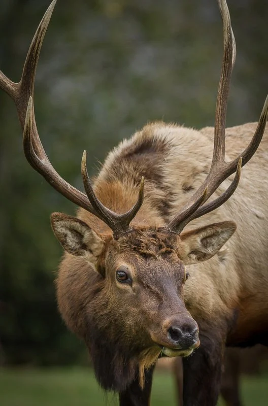Ռուզվելտի եղջերու (Կանադական եղջերու) (Cervus canadensis roosevelti), 5 of 5