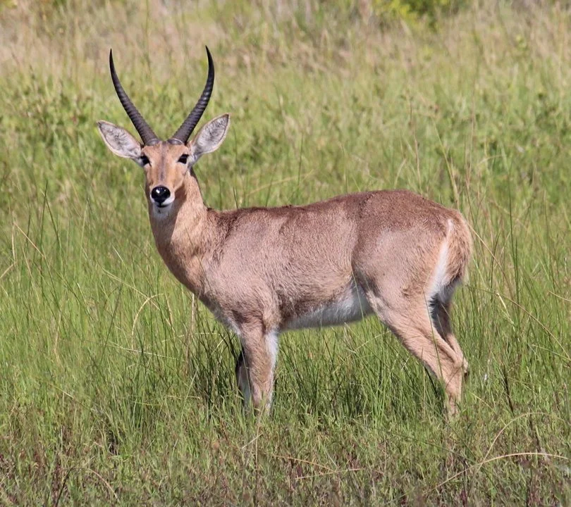 Rietbok (Rietreekbos)