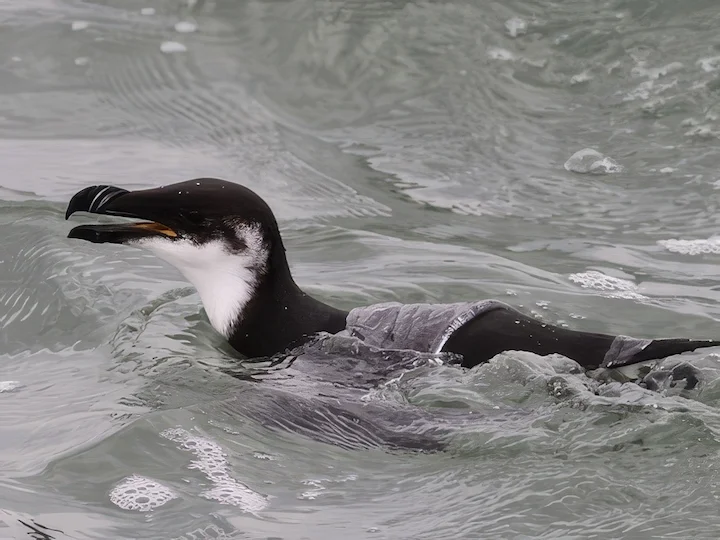 刀嘴海雀 (Alca torda)