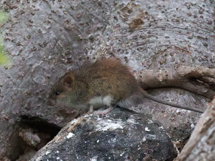 Paddarant (Polinesiese rattus)