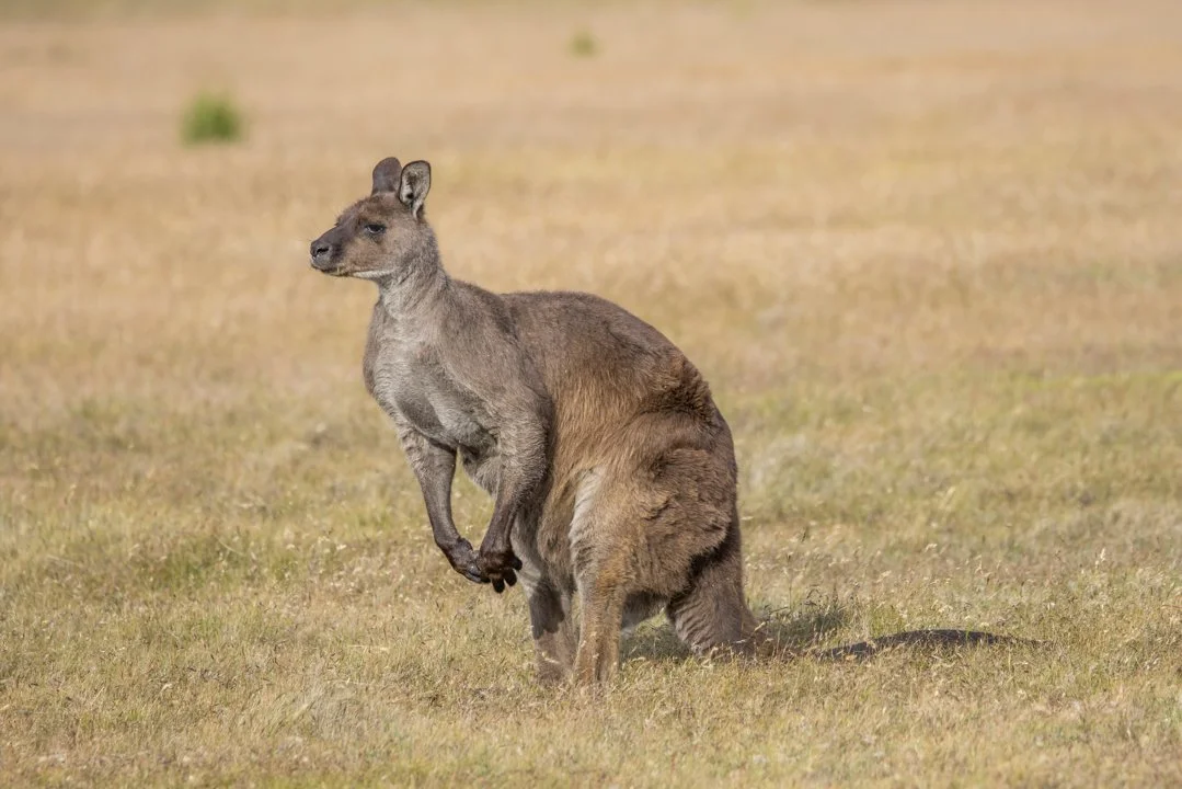 Photo of Մոխրագույն կանգուրու (Սև կանգուրու) (Macropus fuliginosus)