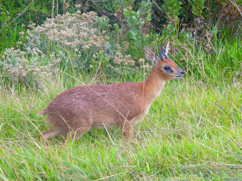 Klipspringer (Swartoor-klipspringer)