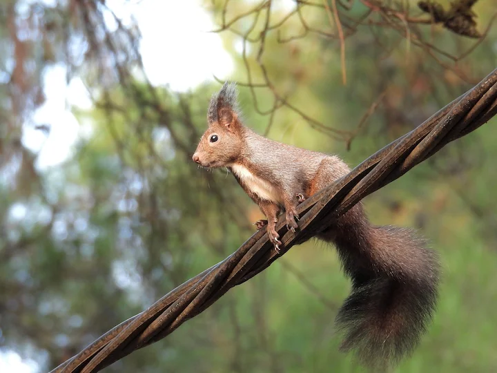 Կարմիր սկյուռ (Եվրոպական սկյուռ) (Sciurus vulgaris), 3 of 3