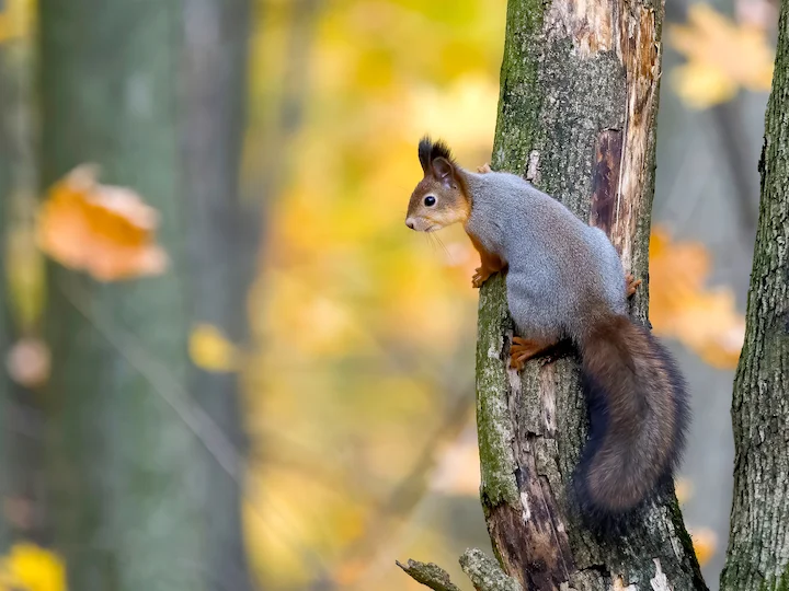 Կարմիր սկյուռ (Եվրոպական սկյուռ) (Sciurus vulgaris), 2 of 3
