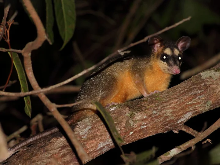 Gray Four-eyed Opossum (Grey Four-eyed Opossum, Common Four-eyed Opossum) (Philander opossum)