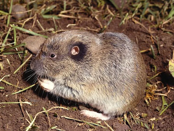 Giant Pocket Gopher (Great Pocket Gopher, Big Pocket Gopher) (Orthogeomys grandis)