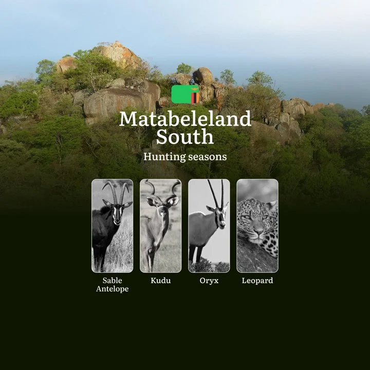When the Thornveld Comes Alive: Matabeleland South's Strategic Hunting Seasons and Calendar