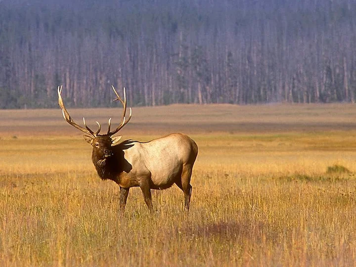 Կարմիր եղջերու (Լեռնային կարմիր եղջերու) (Cervus elaphus montanus), 1 of 3