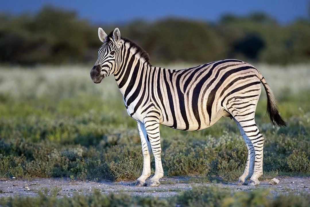 Seebras (lat. Hippotigris is'n subgenus van die perdgenus, insluitend die Spesies Burchell se sebra (Equus quagga), Grevy se sebra (Equus grevyi) en bergsebra (Equus sebr