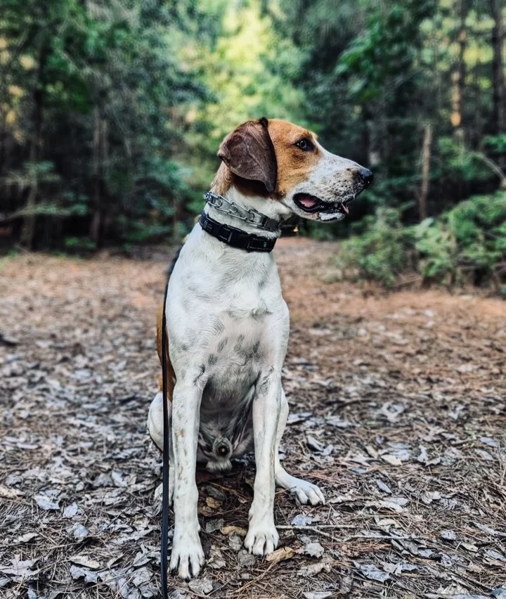 The American Foxhound: Your All-American Hunting Partner

For generations, the American Foxhound has been a cornerstone of the hunting tradition in the United States. Bre