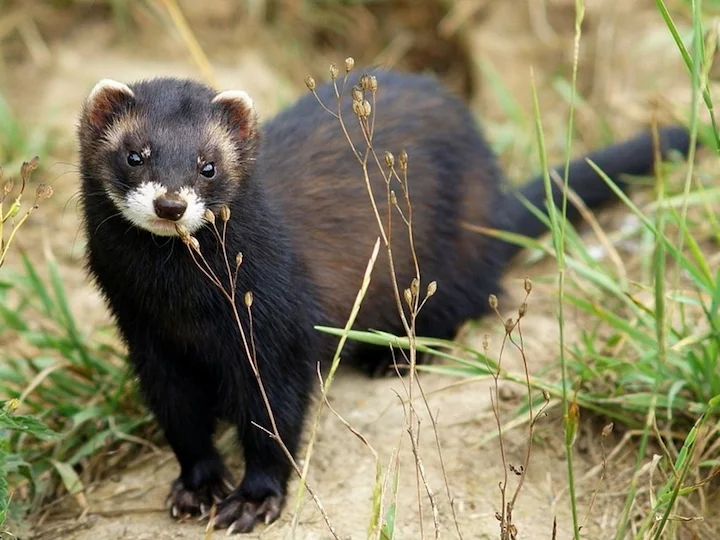 European Polecat (Common Polecat, Furet (when domesticated)) (Mustela putorius putorius)