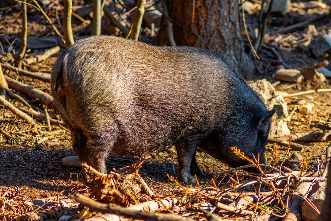 Haute-Loire: premier cas de maladie d’Aujeszky détecté 

⚠️ Une première confirmation dans le département 

Le 28 novembre 2025, la Fédération départementale des chasseur