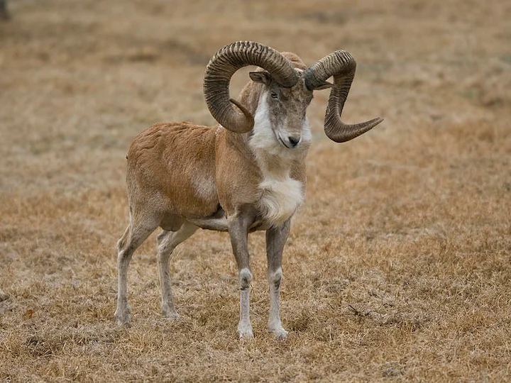 Arkalse skaap (Mouflon) (Ovis orientalis arkal), 3 of 3