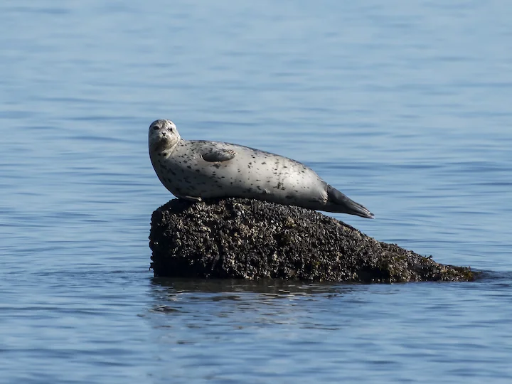 Gewone seekoei (Seekoei) (Phoca vitulina), 3 of 3