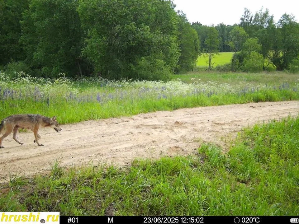 🐺The story of one pair of wolves in the hunting grounds of Alexander from our RikaNV team in Belarus!
