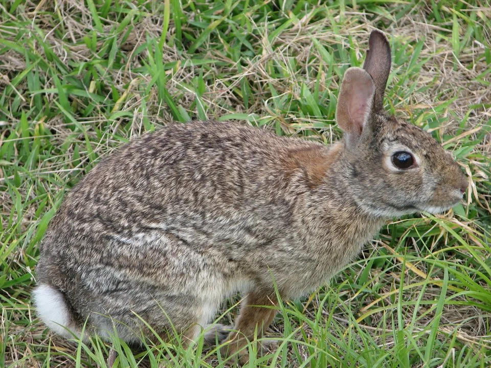 Vlaktehaas (Floridahaas) (Sylvilagus floridanus), 4 of 4