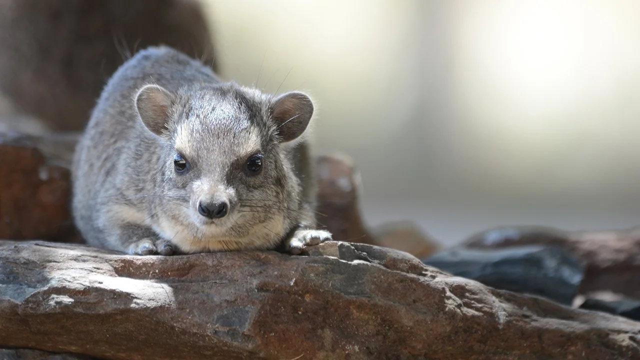 Բրյուսի հետերոհիրաքս (Heterohyrax brucei), 2 of 3