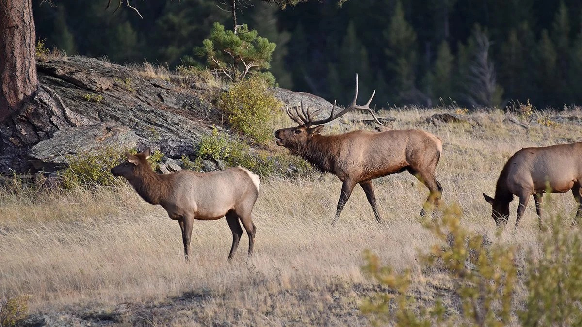 Hunters be advised, remaining big game hunting licenses go on sale next week Hunters be advised, remaining big game hunting licenses go on sale next week