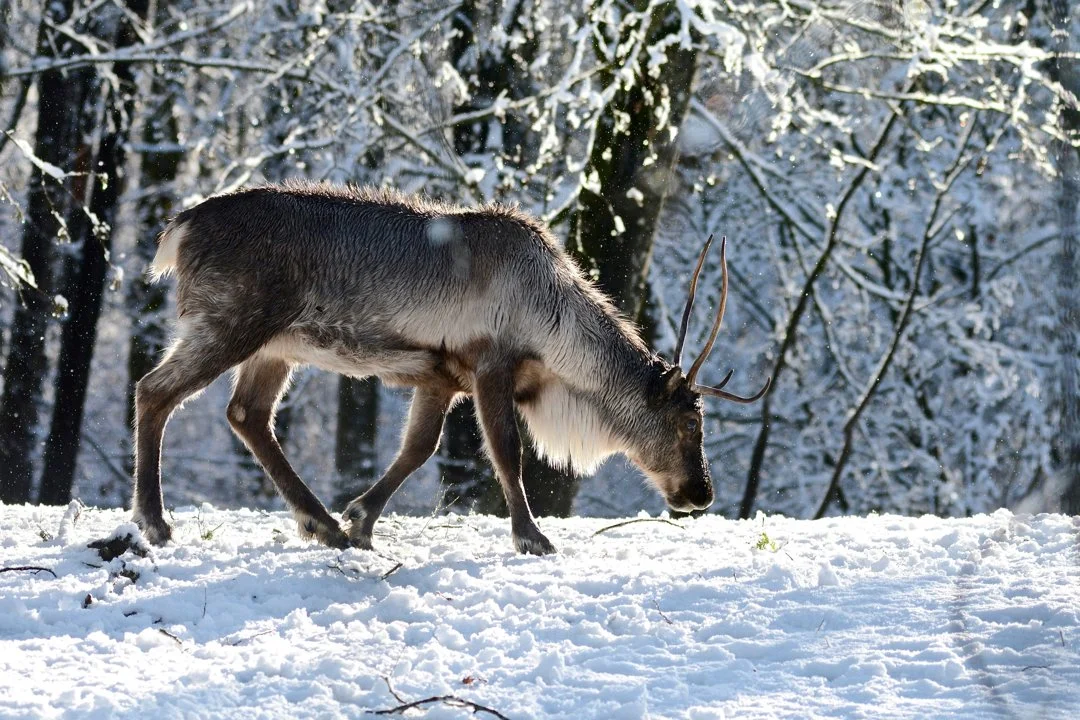 BC Considers Cautious Reopening of Caribou Hunt in Peace Region