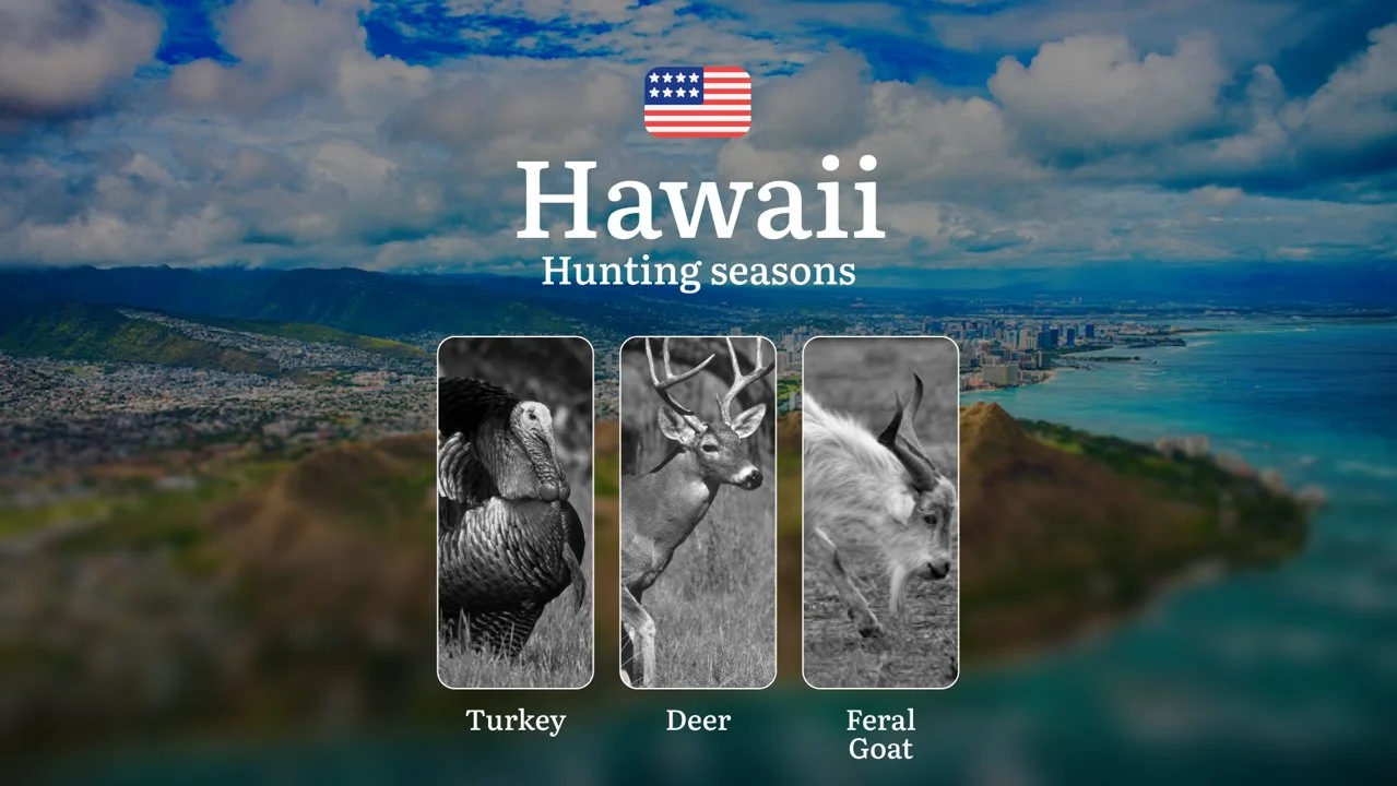 Seasons of Hunting for Axis Deer in Hawaii: Regulations, Times, and Tips, Penalties for Illegal Hunting
Hawaii Axis Deer Hunting Rules and Season Dates
Hunting axis dee
