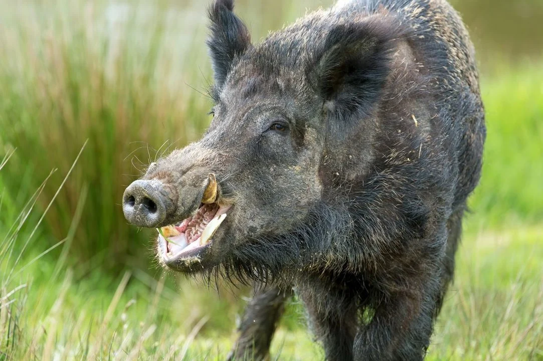 Oise: la Préfecture mobilise les louvetiers contre les sangliers, la Fédération des Chasseurs monte au créneau