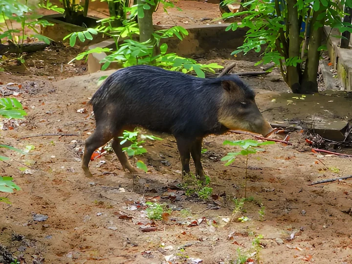 जवाहर सूअर (पेकारी)
