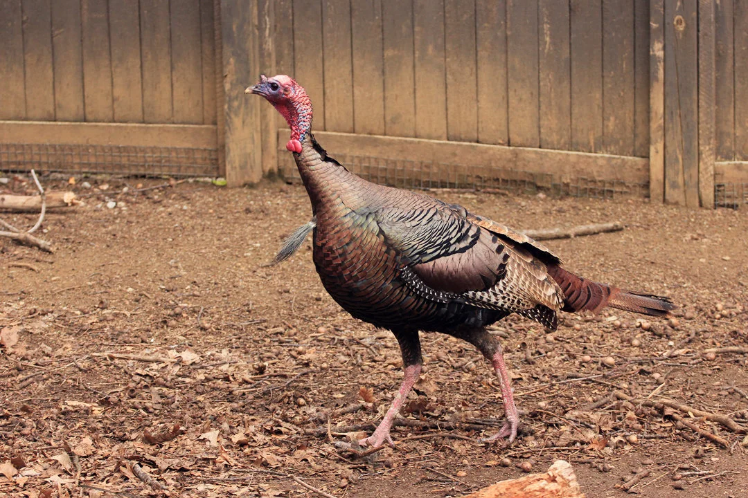 Arkansas Turkey Hunters: Deadline Looming for Prime Public Land Permit Applications