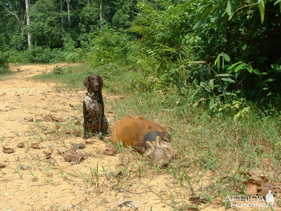 Hunting in Nyanga Province, Gabon: Laws and Legislation, Clubs and Seasons, Hunting Organizations in Gabon Hunting in Nyanga Province, Gabon: Laws and Legislation, Clubs and Seasons, Hunting Organizations in Gabon