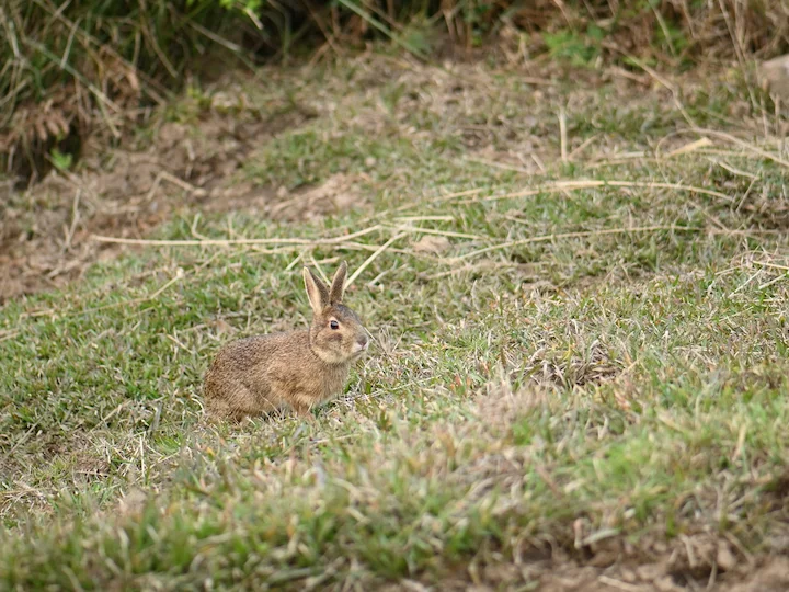 Kinesisk hare (Formosahare) (Lepus sinensis formosus)