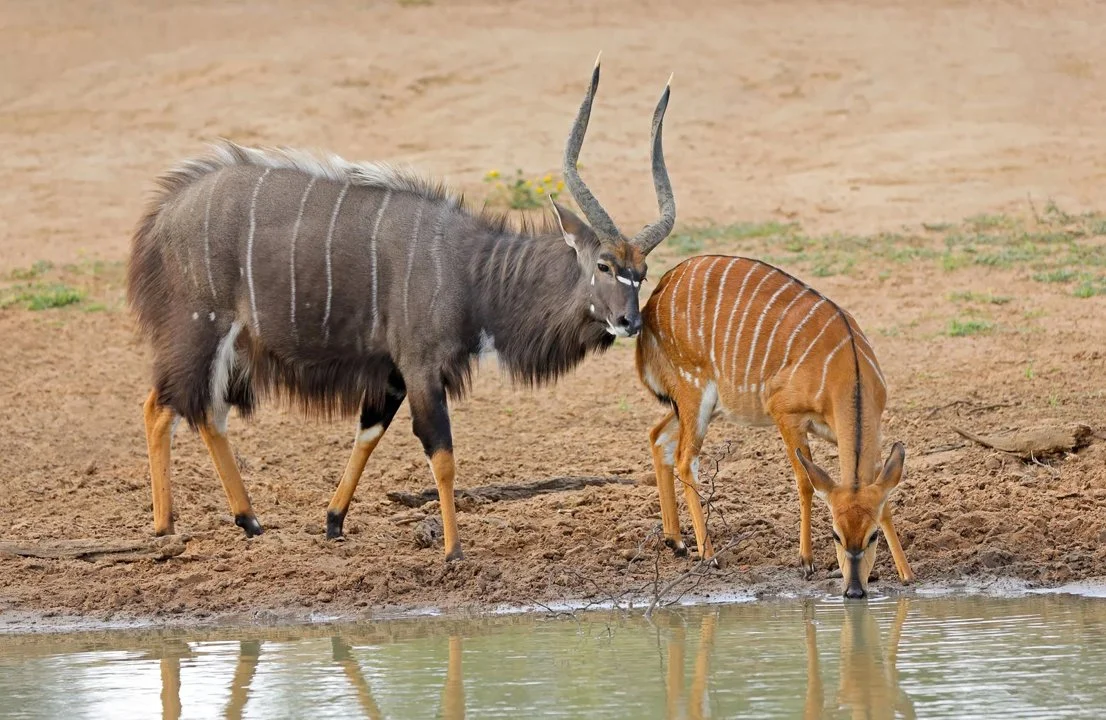 Nyala (Bosnyala)