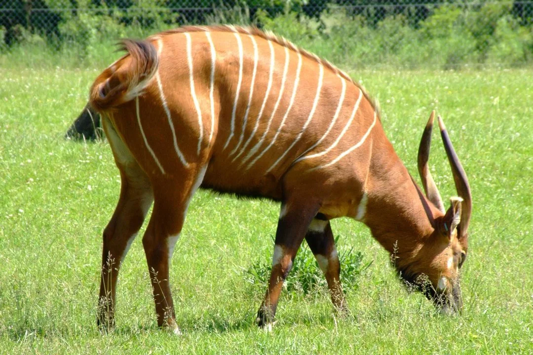 Բոնգո (Մեծ բոնգո) (Tragelaphus eurycerus), 3 of 4