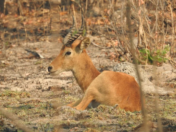 कोब (वार्डन कोब)