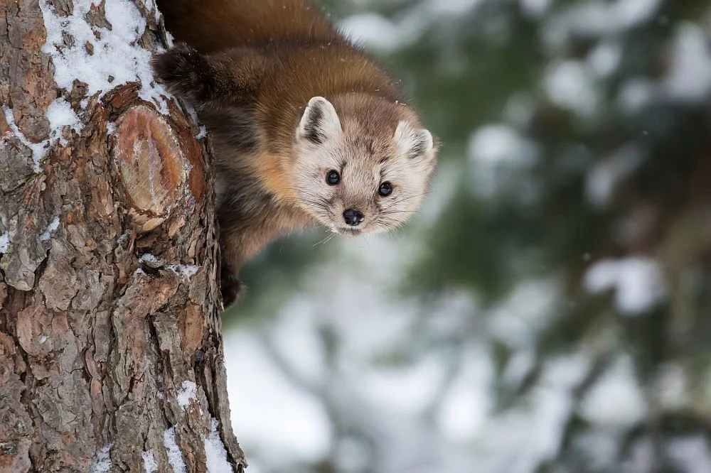 A marten is a weasel-like mammal in the genus Martes within the subfamily Guloninae, in the family Mustelidae. They have bushy tails and large paws with partially retract