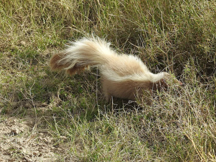 Donnola striata
