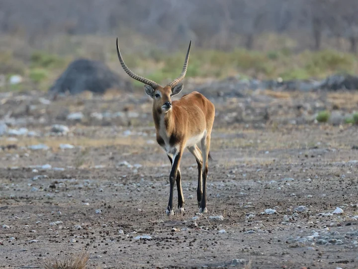Lechwe červený