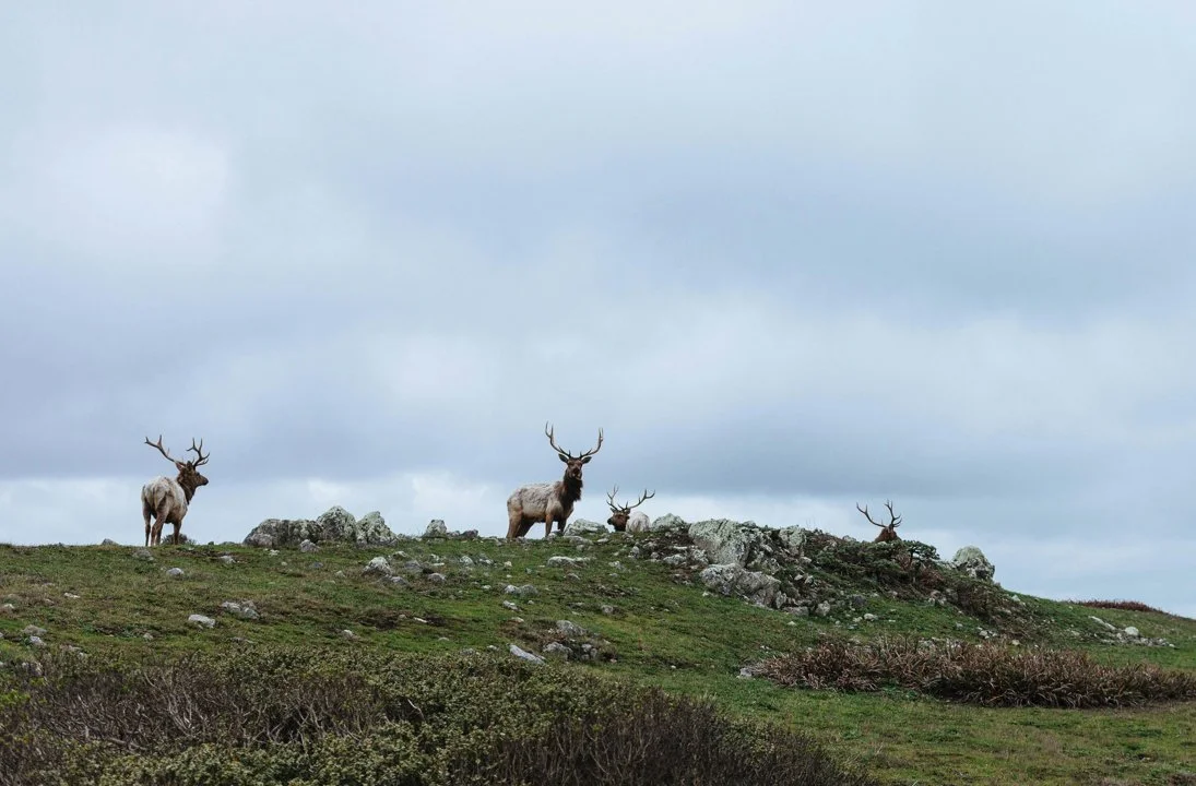 Cree Leadership Calls for Hunting Pause as Leaf River Caribou Herd Plummets