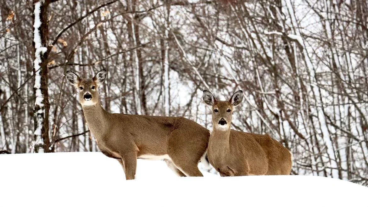 Forest Company Proposes Dog Hunting for Roe Deer During February Season