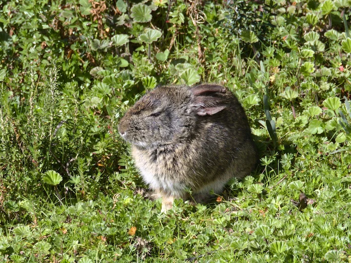 Tapeti comune