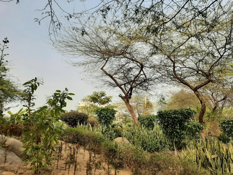Hunting in Thiès, Senegal: Laws, Geography and Communities. Explore Coastal Beauty and Inland Adventures, Hunting Tours…