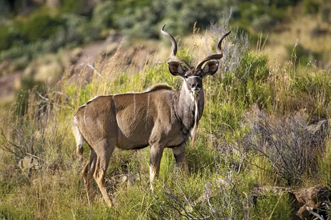 Groot koeëlapper (Koeëlapper) (Tragelaphus strepsiceros strepsiceros), 2 of 3