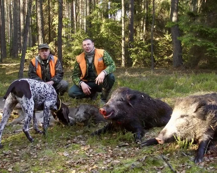 Приглашаем на охоту в Сморгонский охотничий комплекс «Ореховка» в Гродненской области