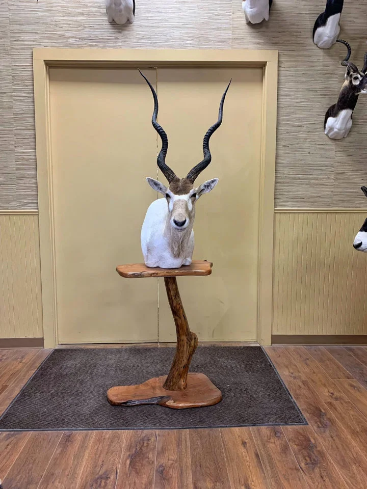 Sometimes simple is best! This giant Addax sure looks slick on this beautiful base.