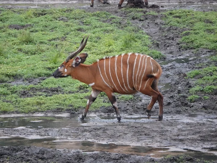 Riesenantilope (Große Kudu) (Tragelaphus eurycerus eurycerus)