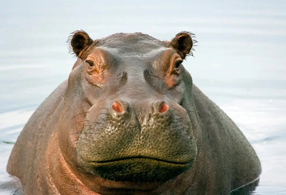 هیپوپوتام (فرس‌آبی) (Hippopotamus amphibius)